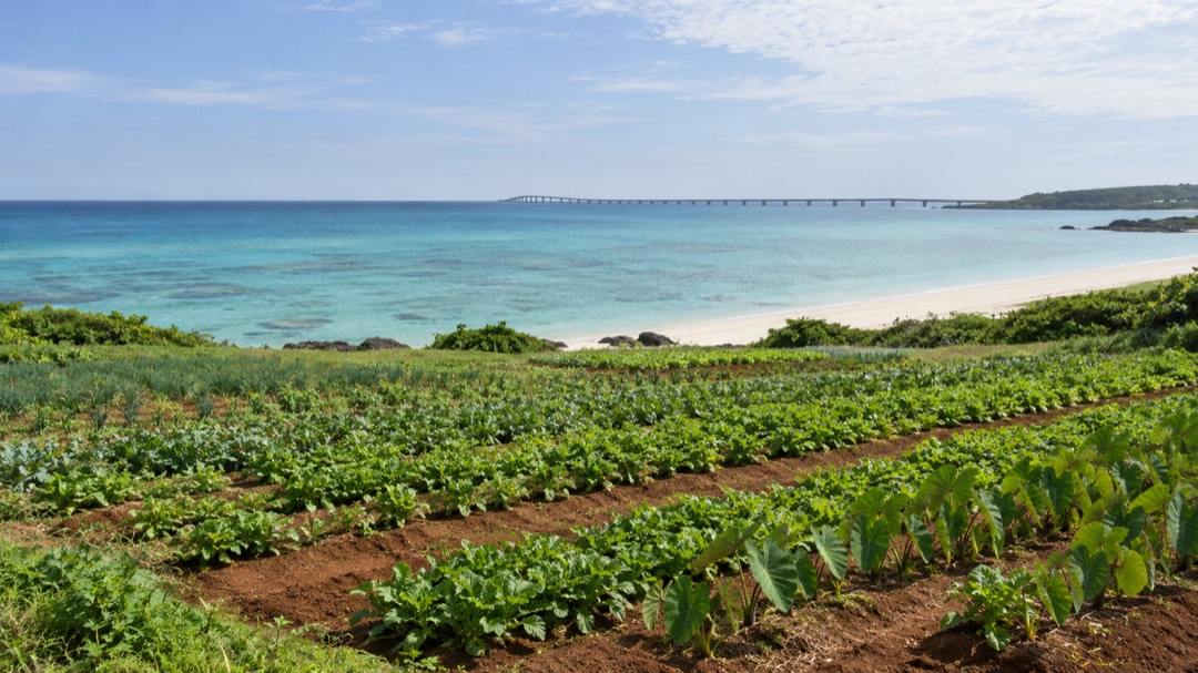 島の 畑と 海
